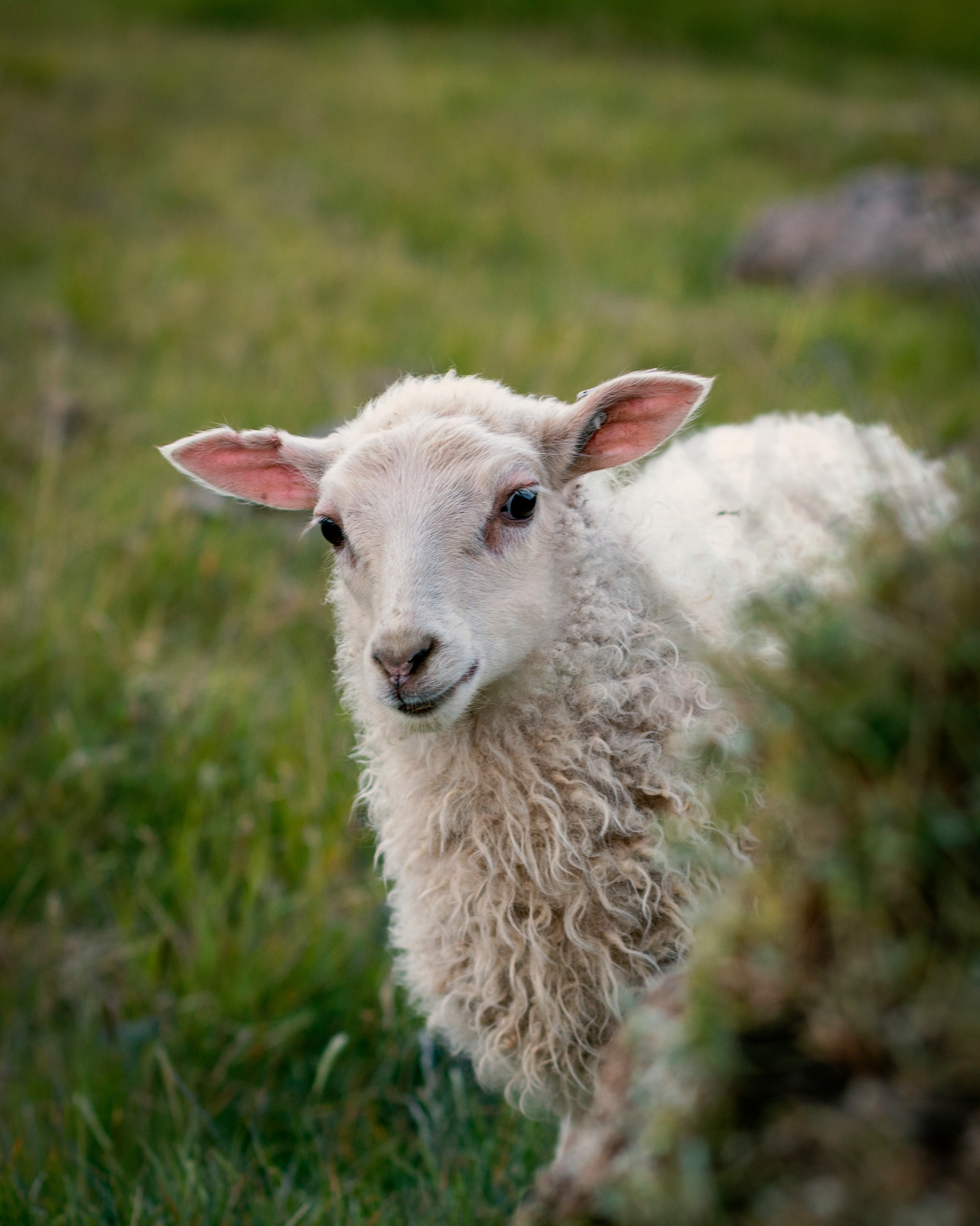 white sheep standing on green grass